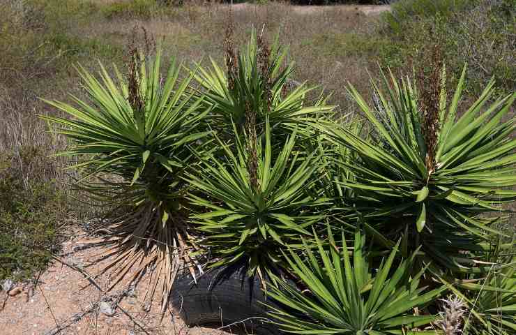 Yucca habitat curiosità