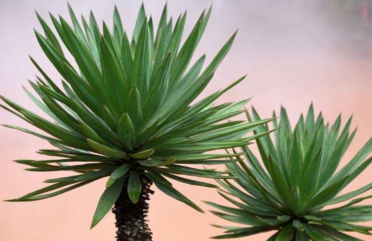 Yucca arredamento pianta 