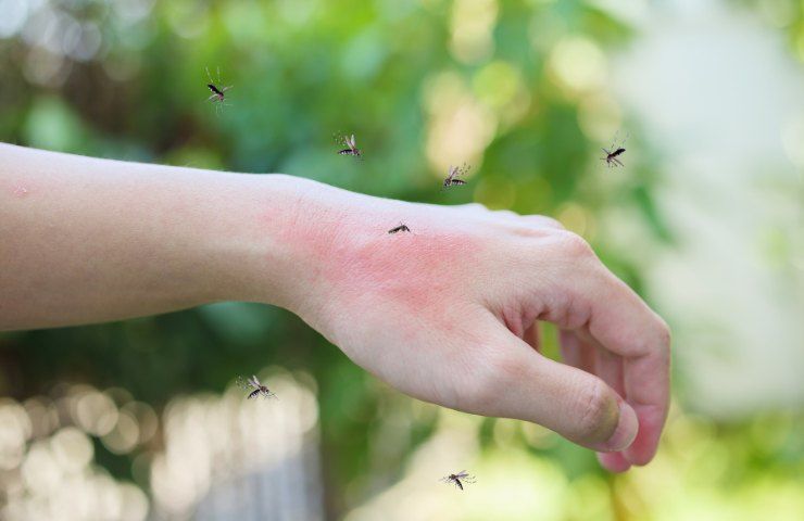 zanzara reazione allergica