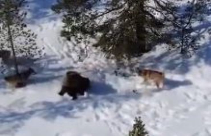 Sono quattro contro un orso