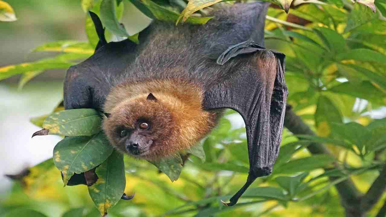 virus Nipah trasmissione pipistrelli uomo letale