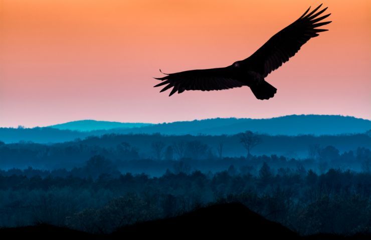 aereo uccello ispirazione