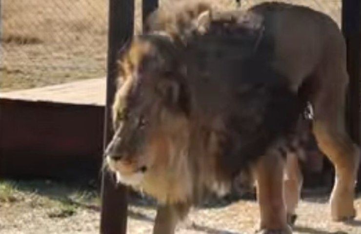 Ruben, il leone che ha vissuto 15 anni in uno zoo