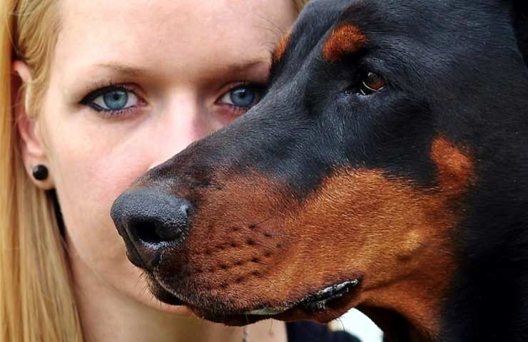 dobermann e essere umano: quello che hanno in comune 