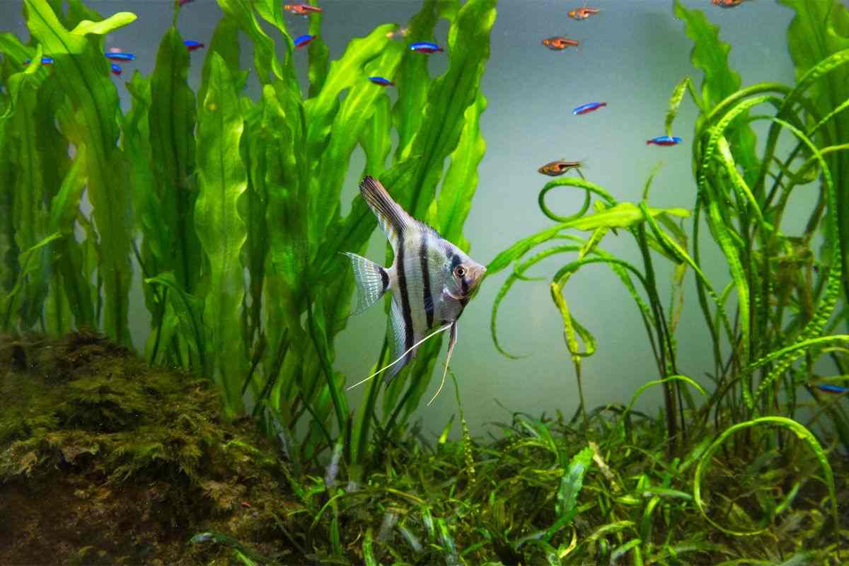 Acquario con pesce Scalare, neon e rasbore