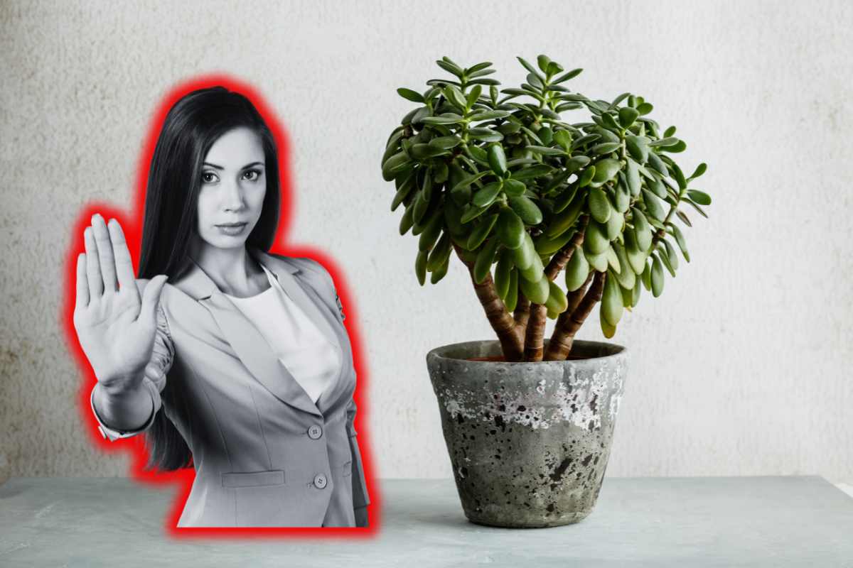 Albero di giada non consigliato casa