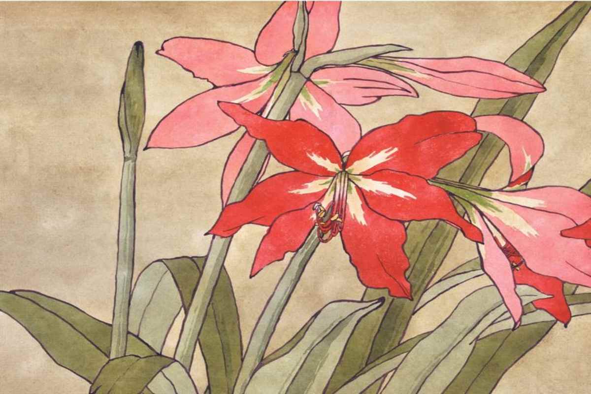 hamaryllis disegnati