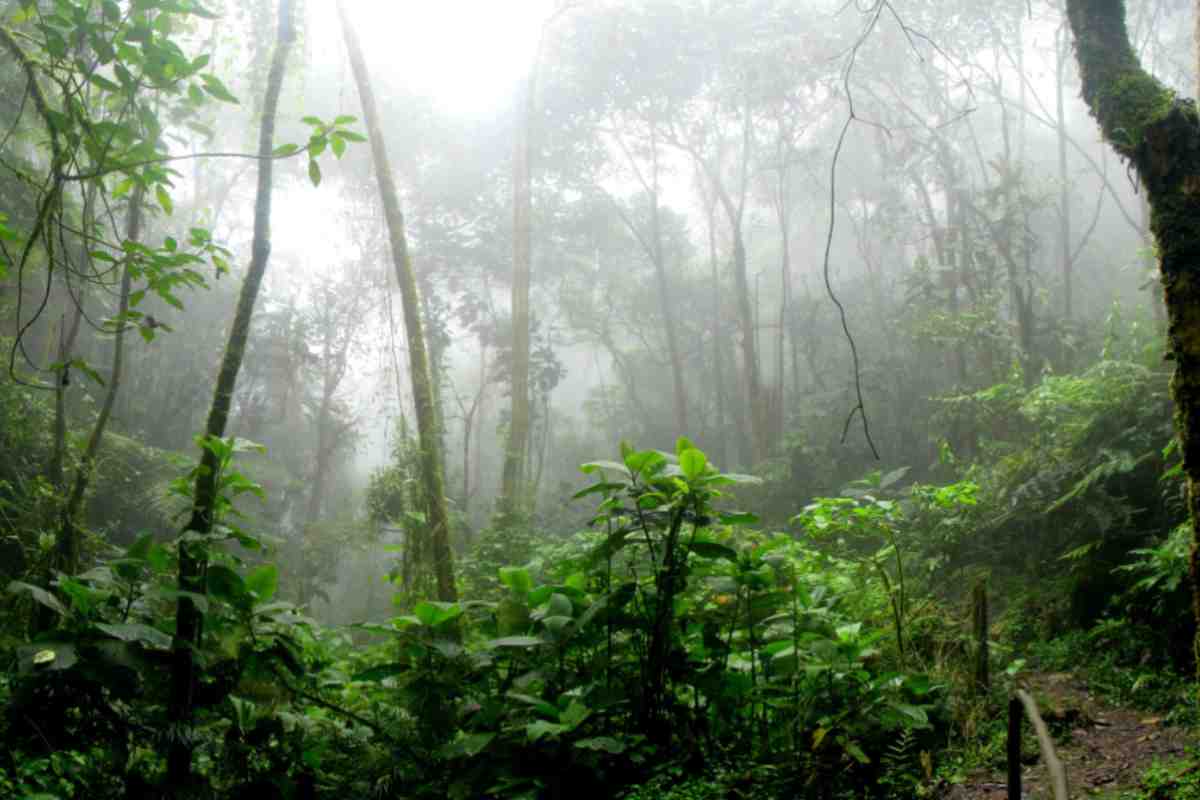 Un angolo della foresta dell'Amazzonia