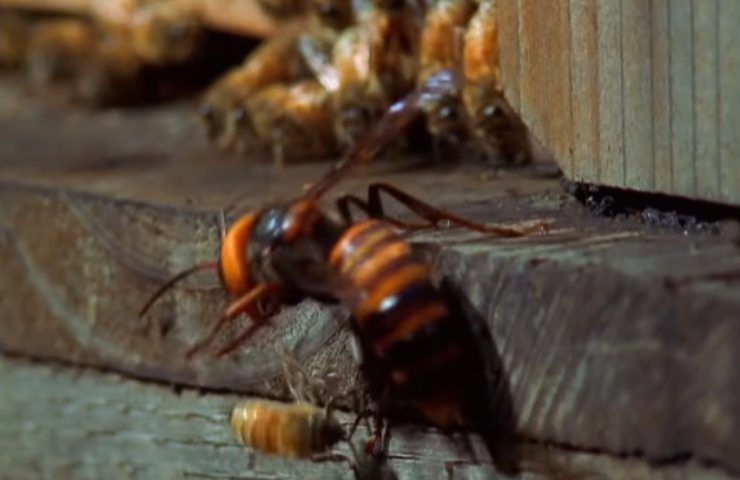 Calabroni attaccano alveare ed è un massacro di api