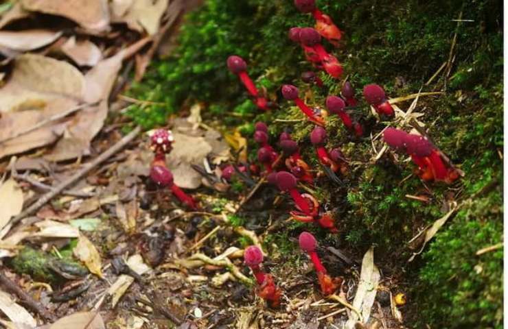 Le piante parassite che vanno contro le regole della natura