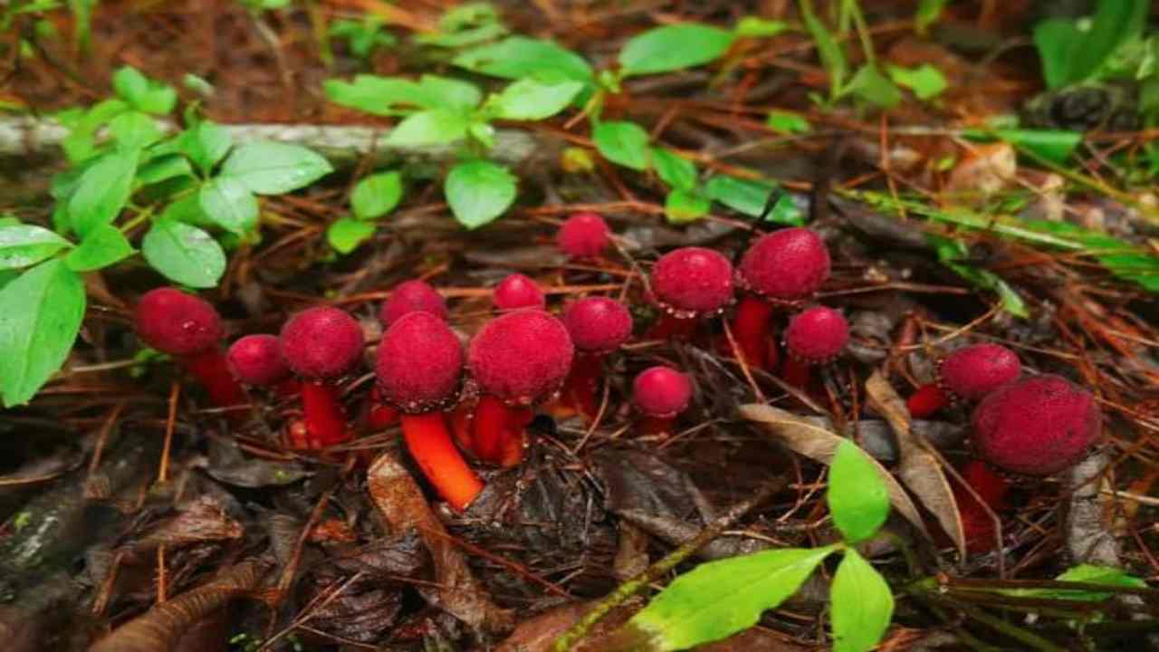 Le piante parassite che vanno contro le regole della natura