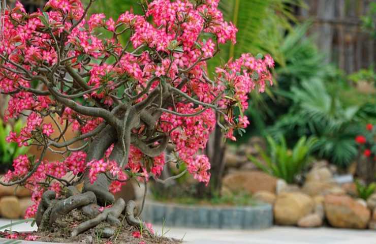 Coltivare un bonsai in casa