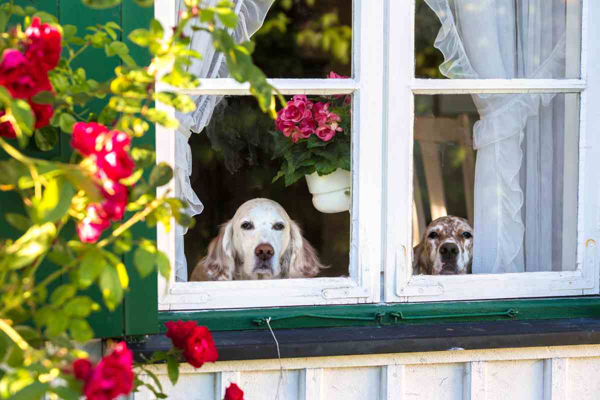 cani affacciati alla finestra