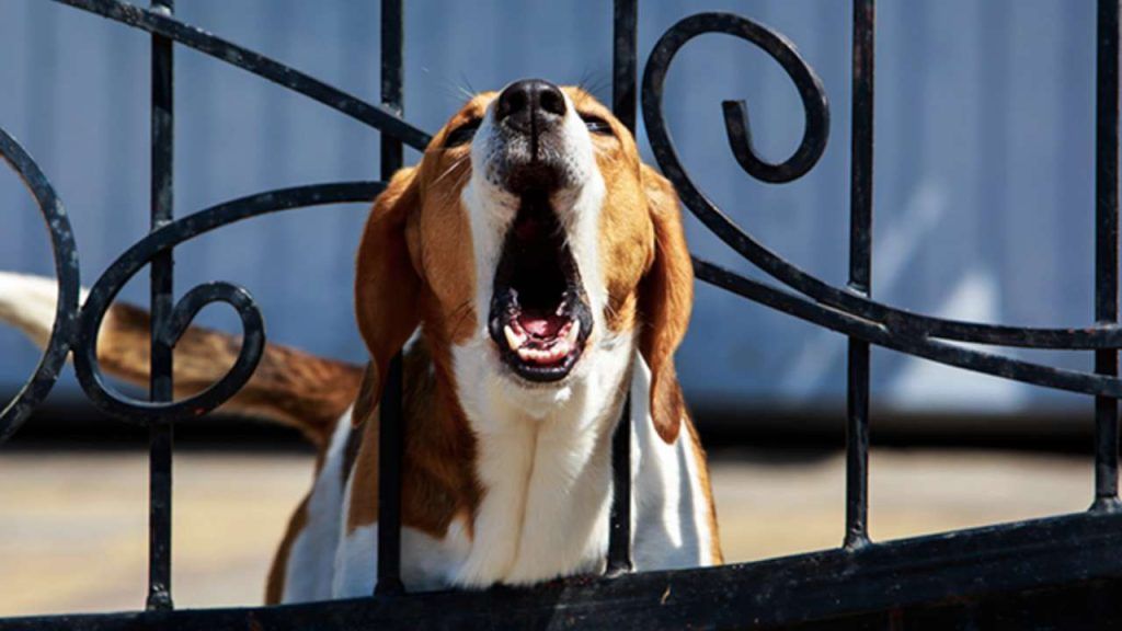 Se il tuo cane abbaia, ti spieghiamo cosa NON fare MAI