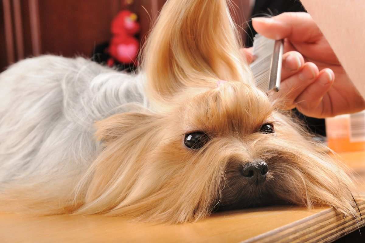Cane dal pelo lungo