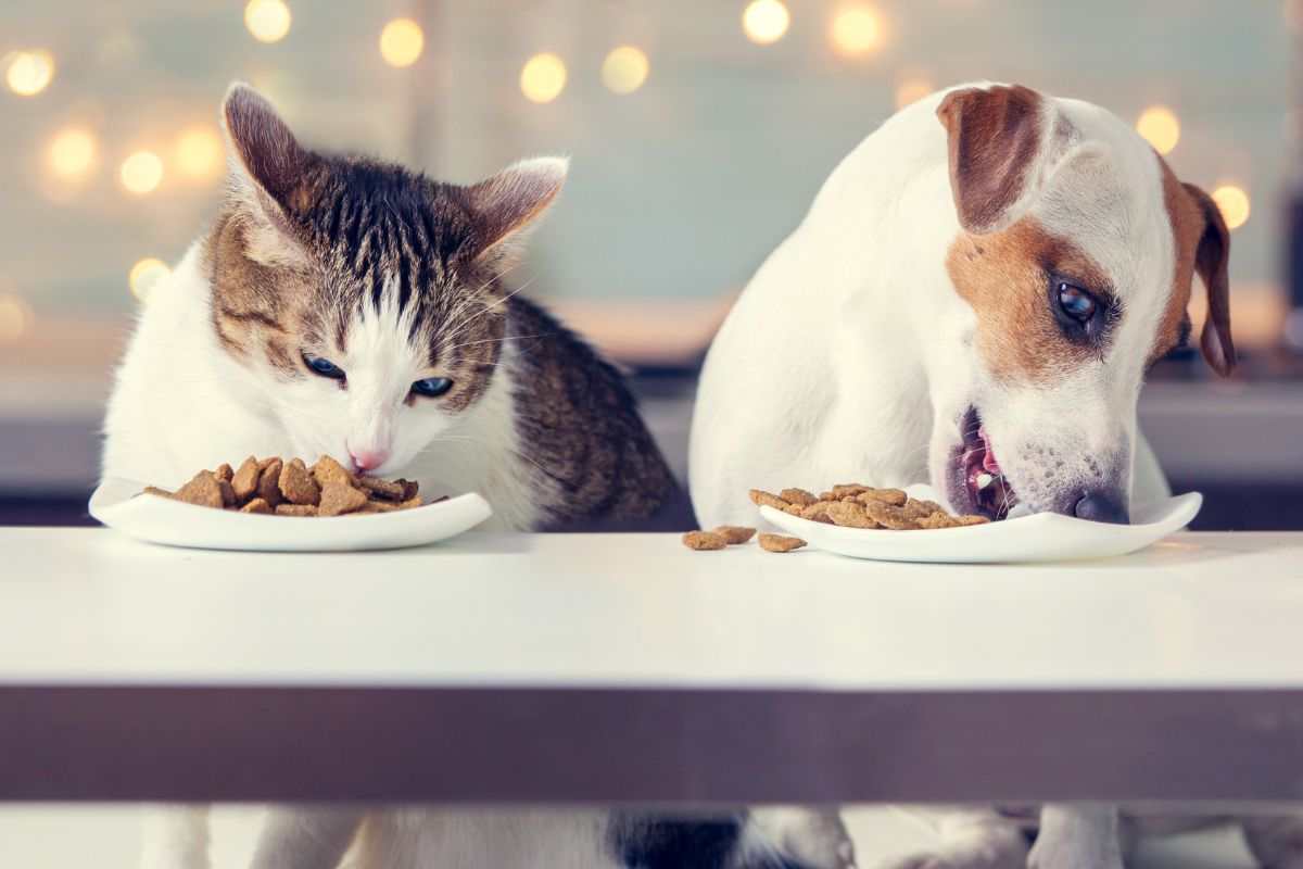 Cane e gatto mangiano crocchette nel piatto