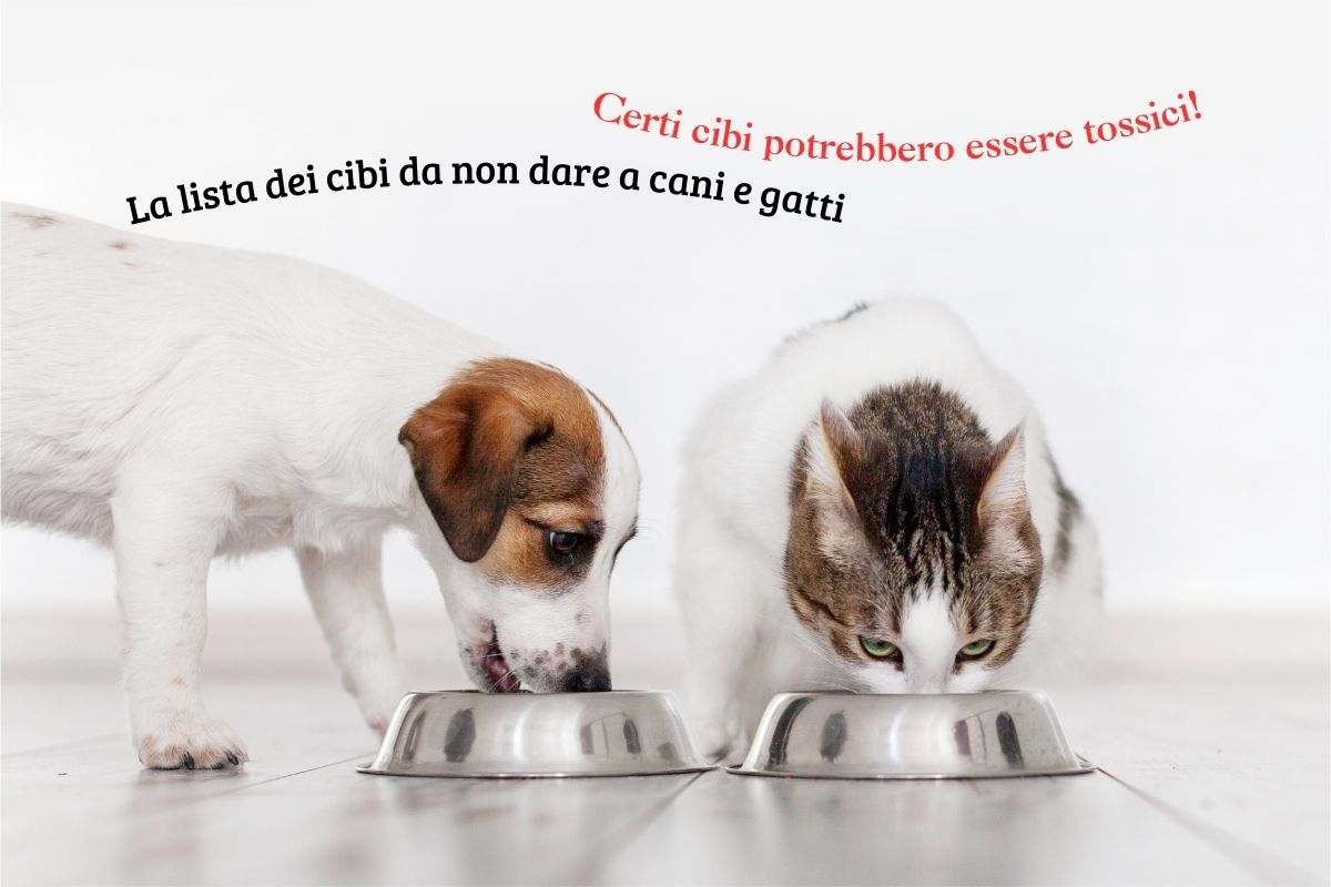 Cane e gatto mangiano