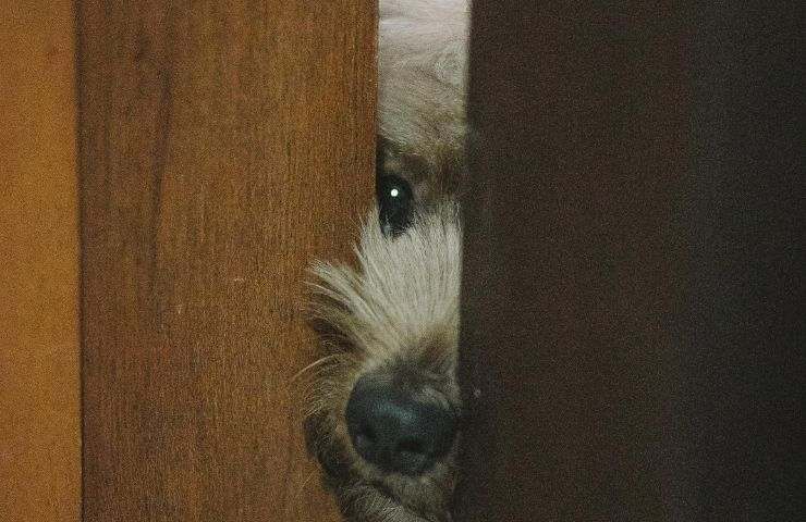 Cane fa capolino alla porta