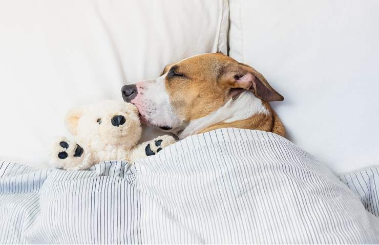 Scoperto che cosa sogna il tuo cane quando dorme