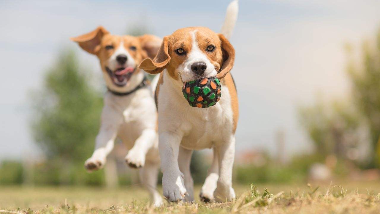 come capire cane sereno