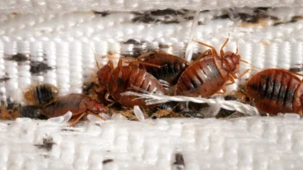 Cimici invasione attenzione Parigi sapere