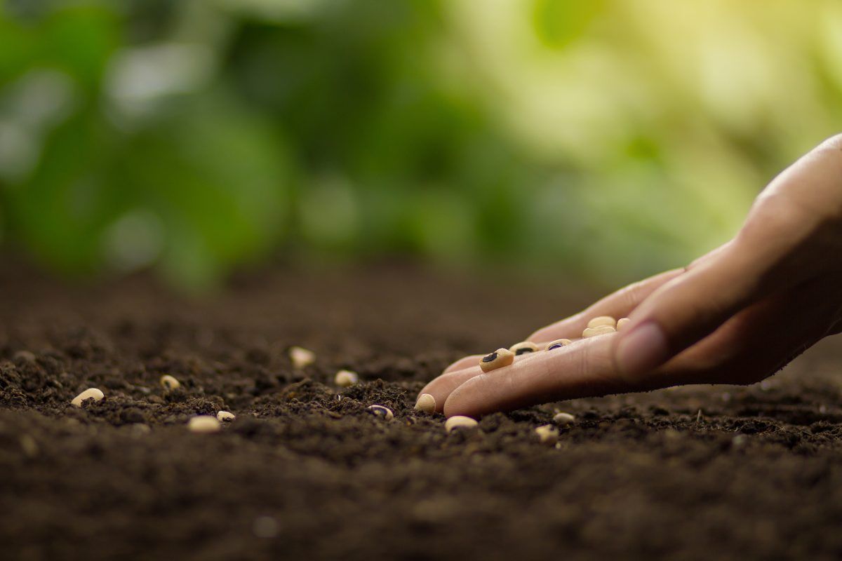 Lavorare l'orto: la semina
