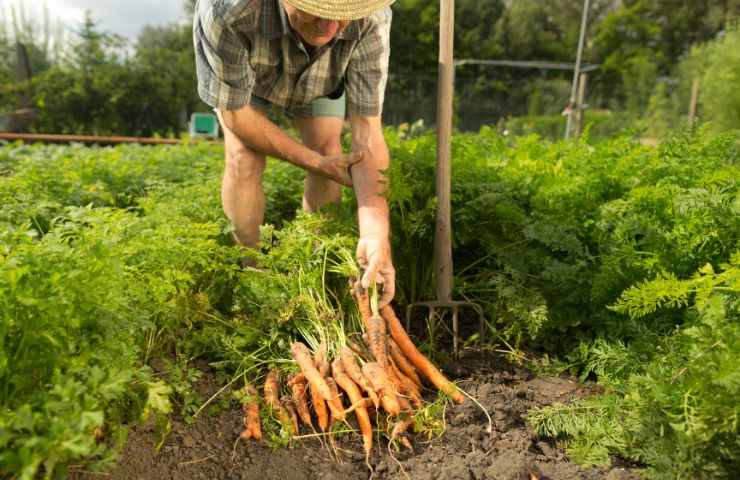 Coltivazione di carote 