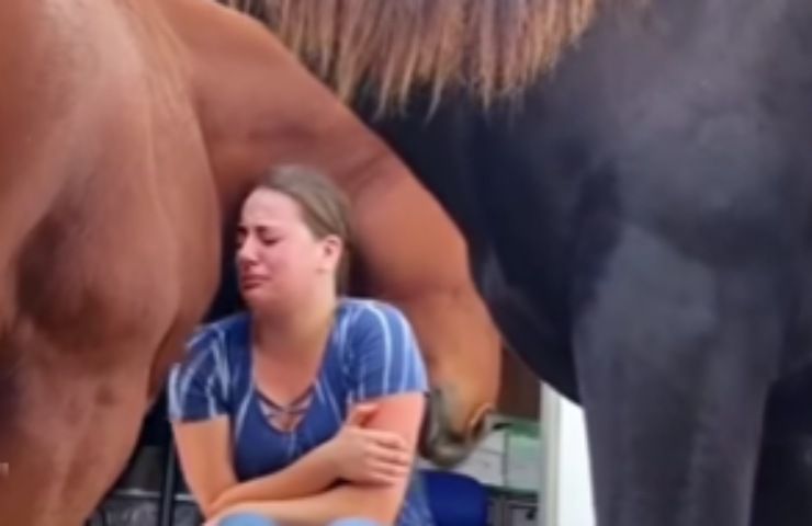 Donna e cavallo condividono un momento di grande commozione