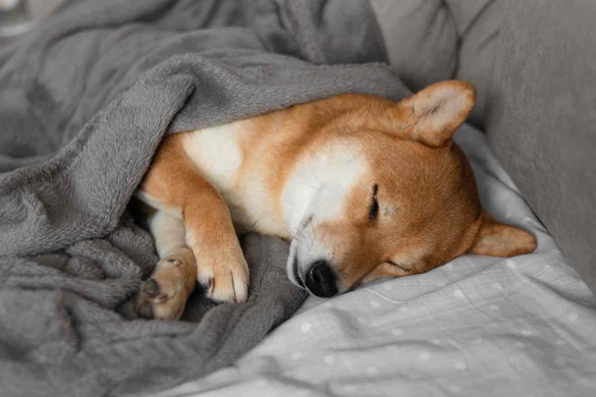 Scoperto che cosa sogna il tuo cane quando dorme