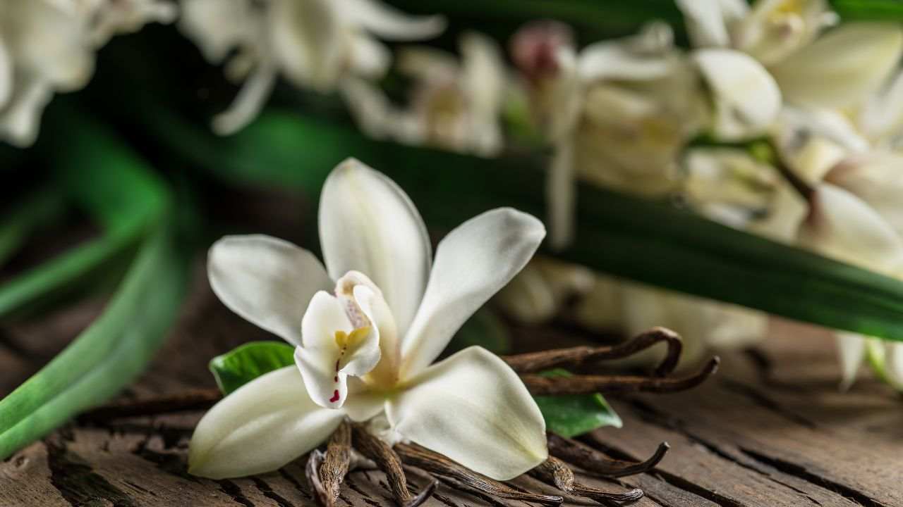 errori comuni cura orchidea