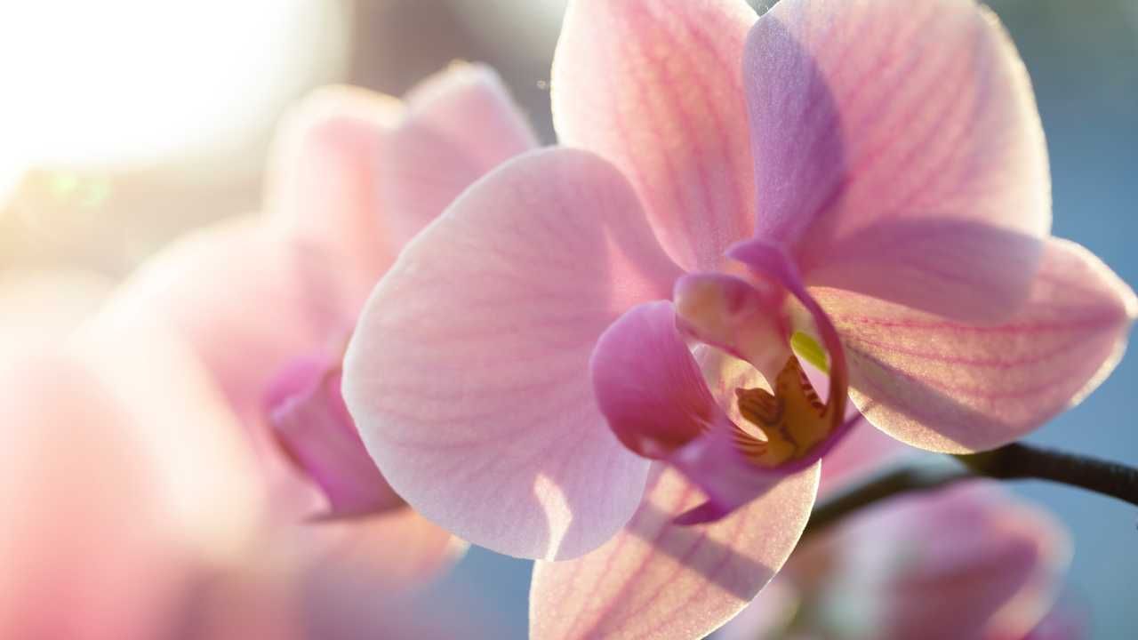 come innaffiare orchidea modo giusto