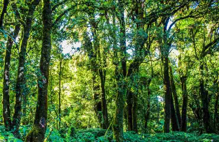 Crisi climatica fotosintesi rischio foresta tropicale
