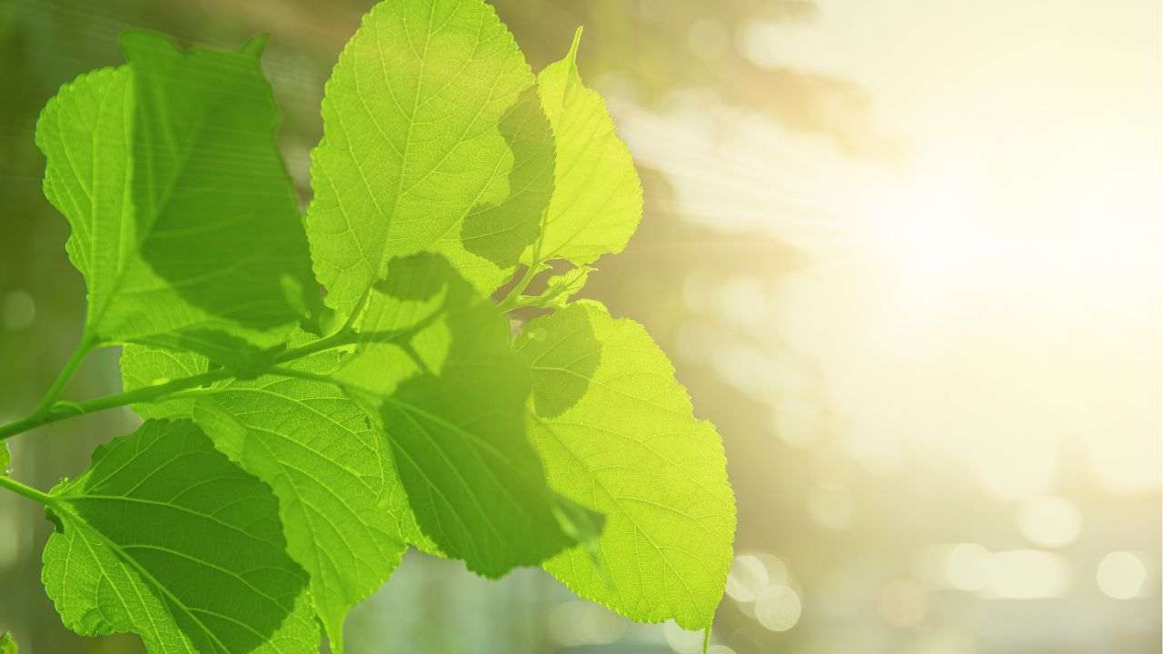 Crisi climatica fotosintesi esiti 