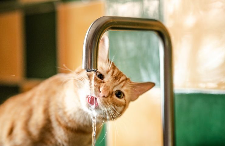 Gatto beve direttamente dal rubinetto