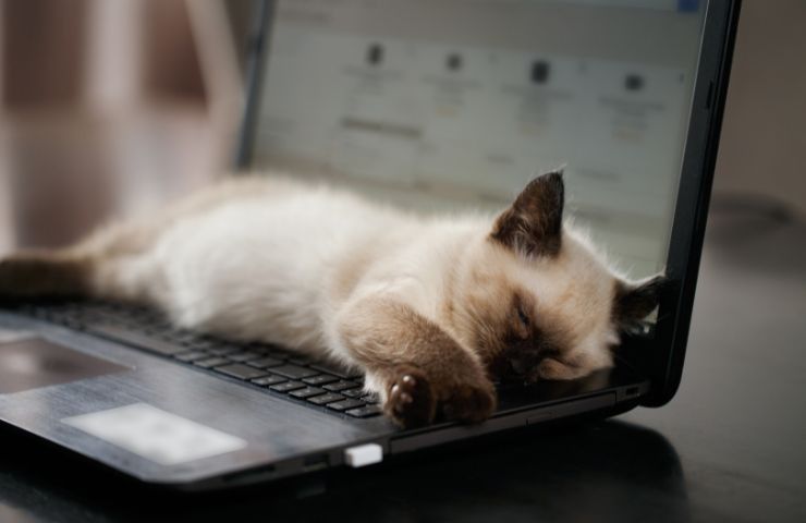 Gatto dorme sulla tastiera del pc