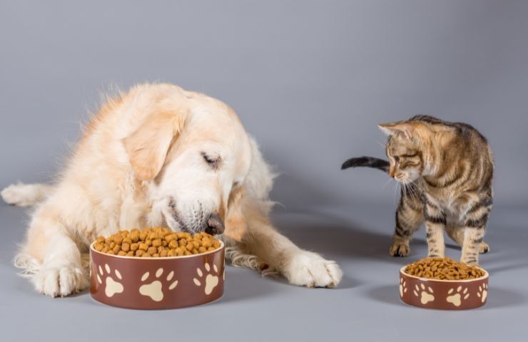 Gatto e cane con le loro ciotole di cibo