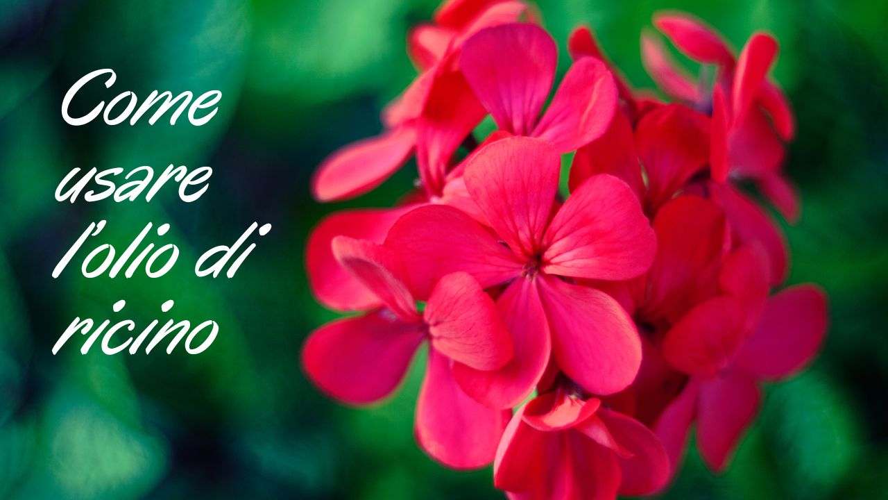 stimolare fioriture gerani