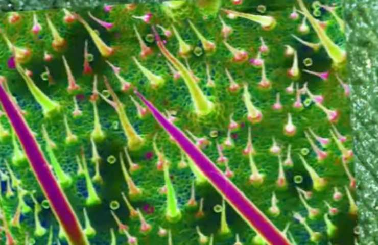 caratteristiche pianta Dendrocnide moroides