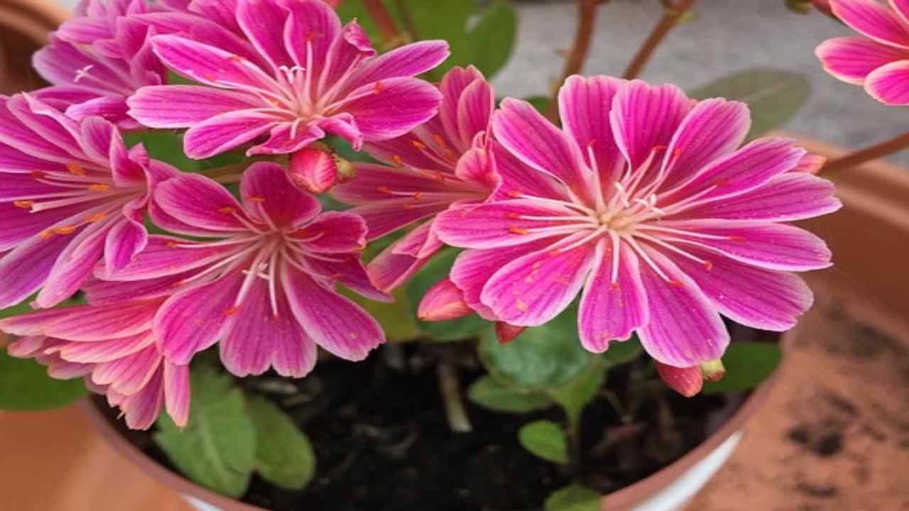 Piante perenni per balcone