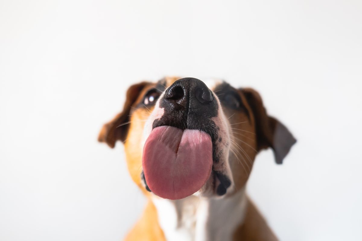 cane con lingua fuori