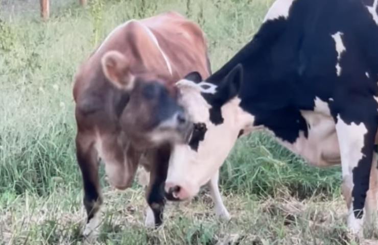 mucche salvate protette santuario