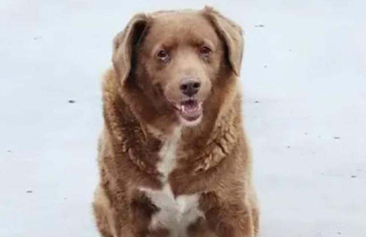 Bobi, il cane più anziano 
