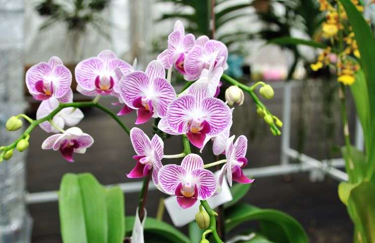 errori coltivazione orchidee