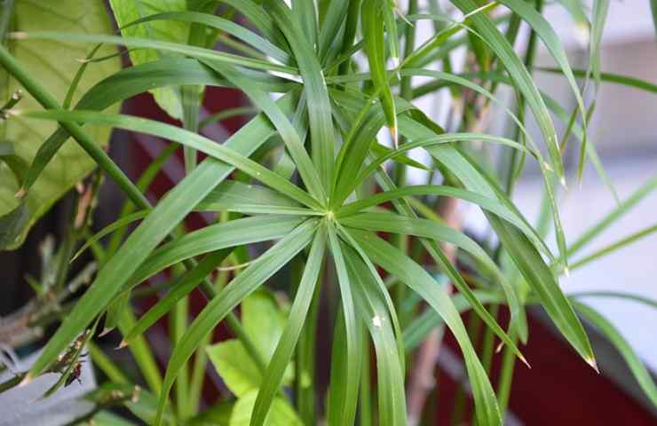 Piante perenni per balcone