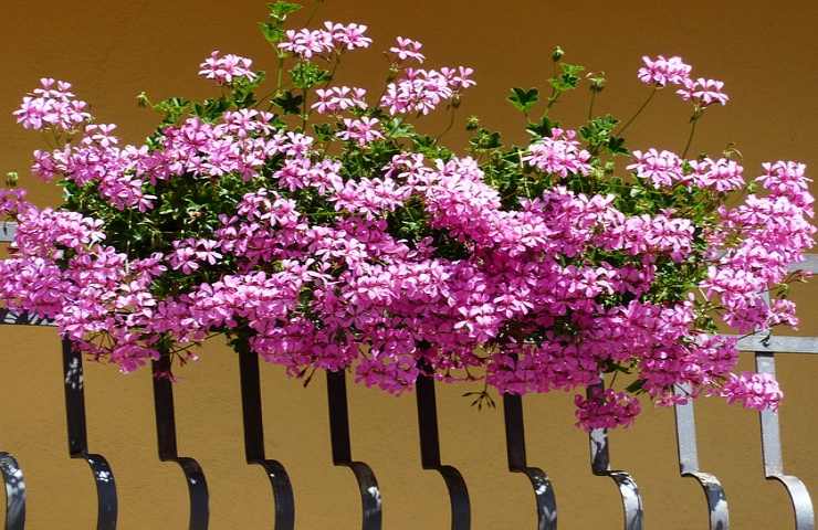Le 5 piante da tenere in balcone