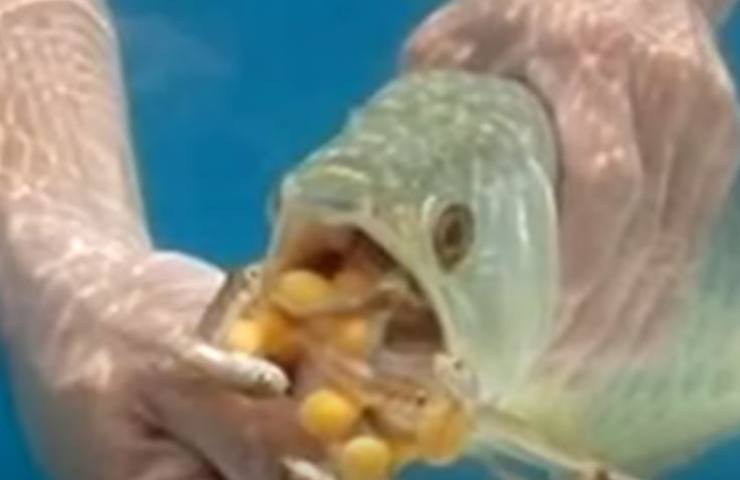 Il pesce del suo acquario non mangia più: il retroscena