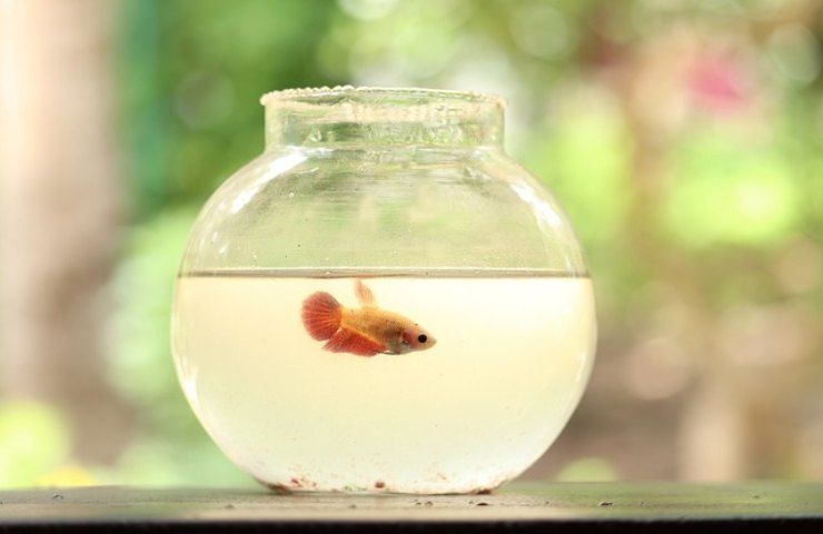 Pesce Rosso: quanto può vivere fuori dall'acqua