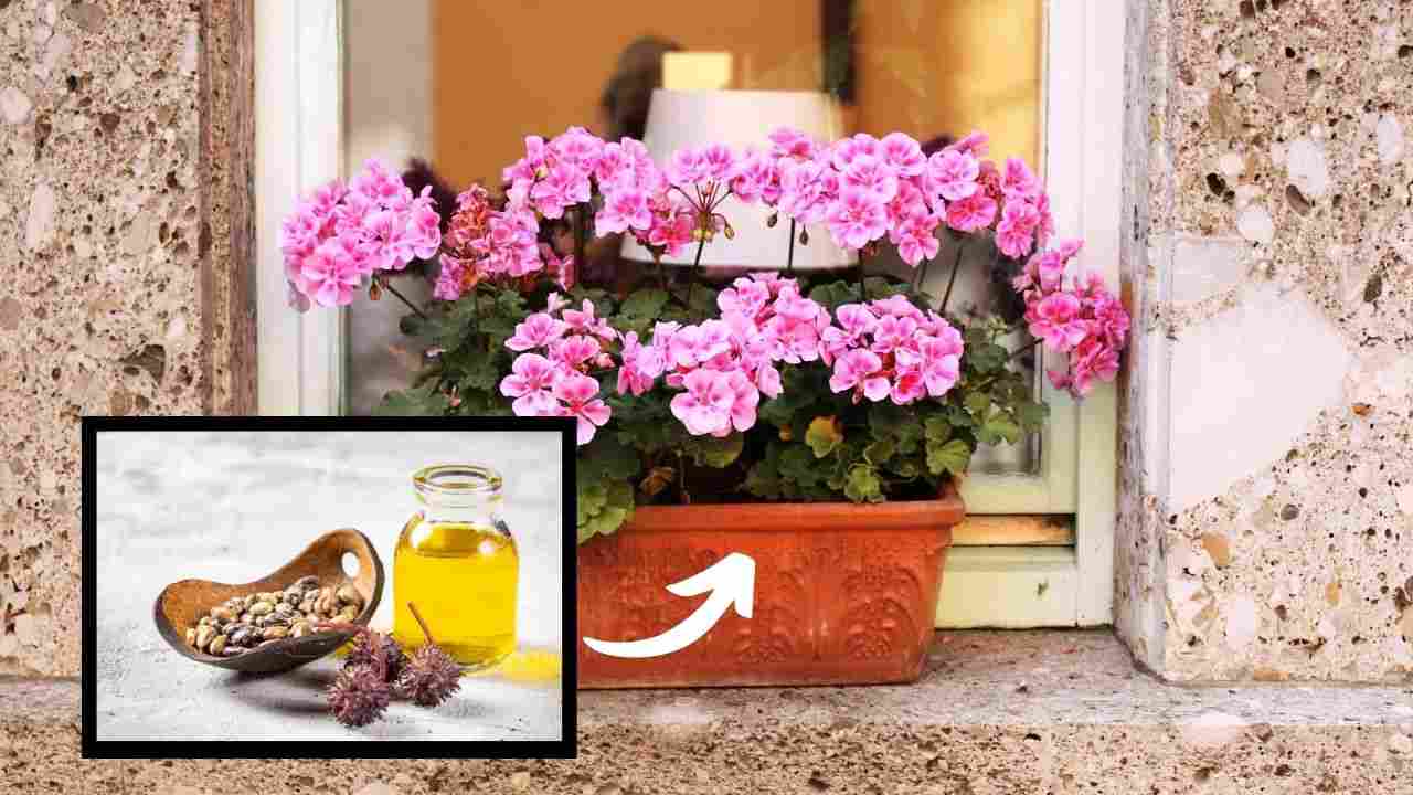 fioritura geranio olio ricino