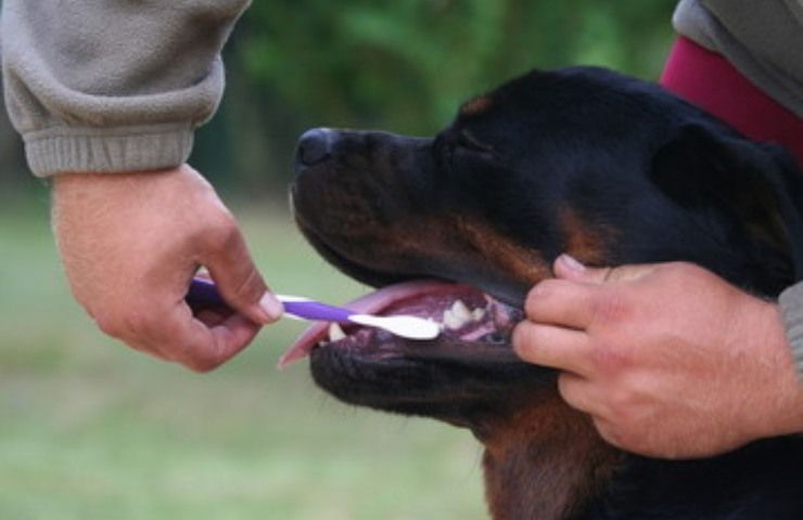 Pulizia denti cane spazzolino dentifricio