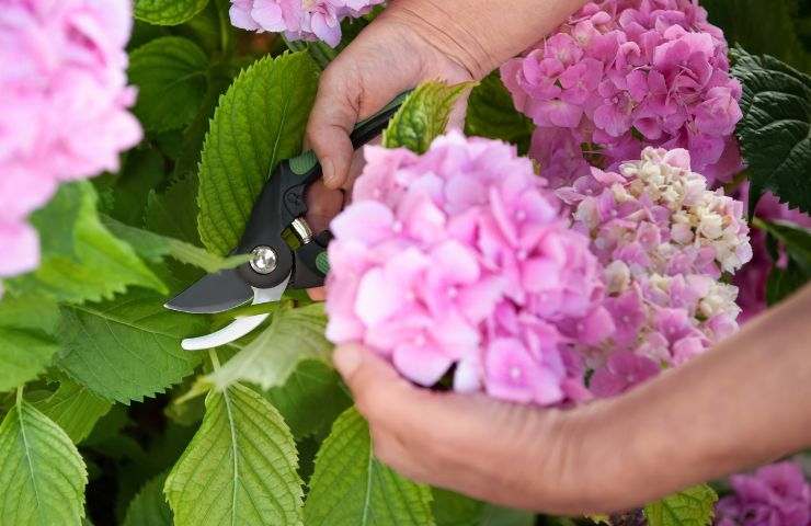 come avere tante ortensie casa